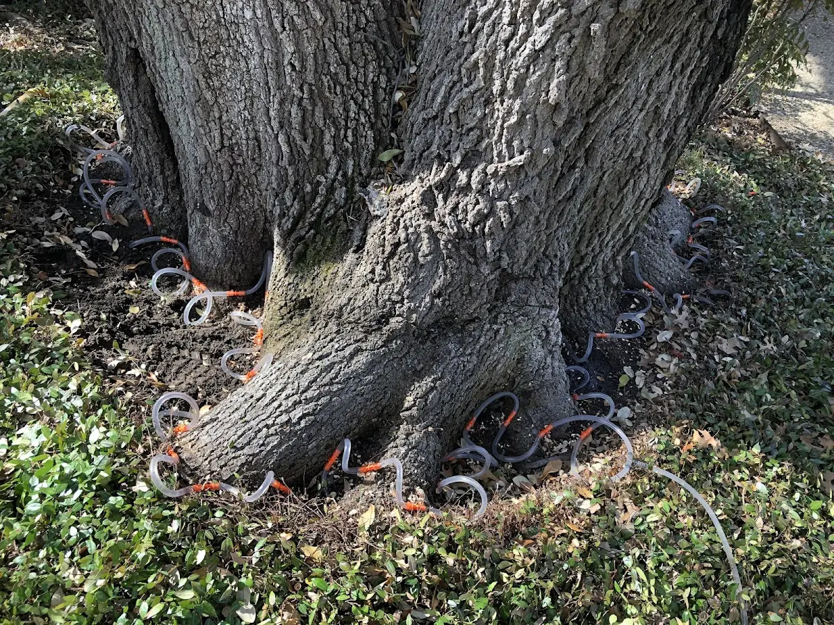 Detailed Tree Cabling and Bracing job site in Odenville