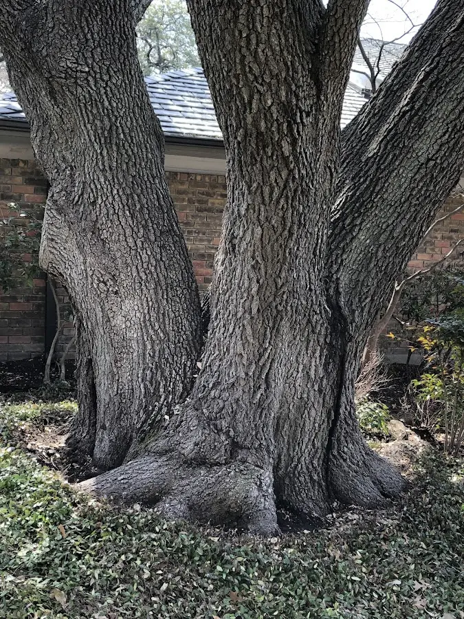 Mature heritage tree close to a Odenville property cared for by certified arborists